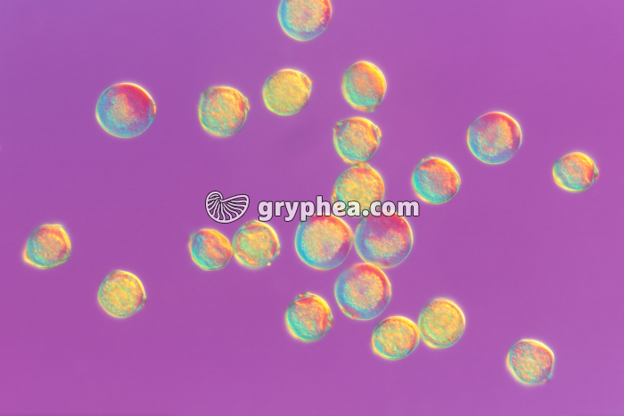 Grains de Pollen x100 - gryphea.org